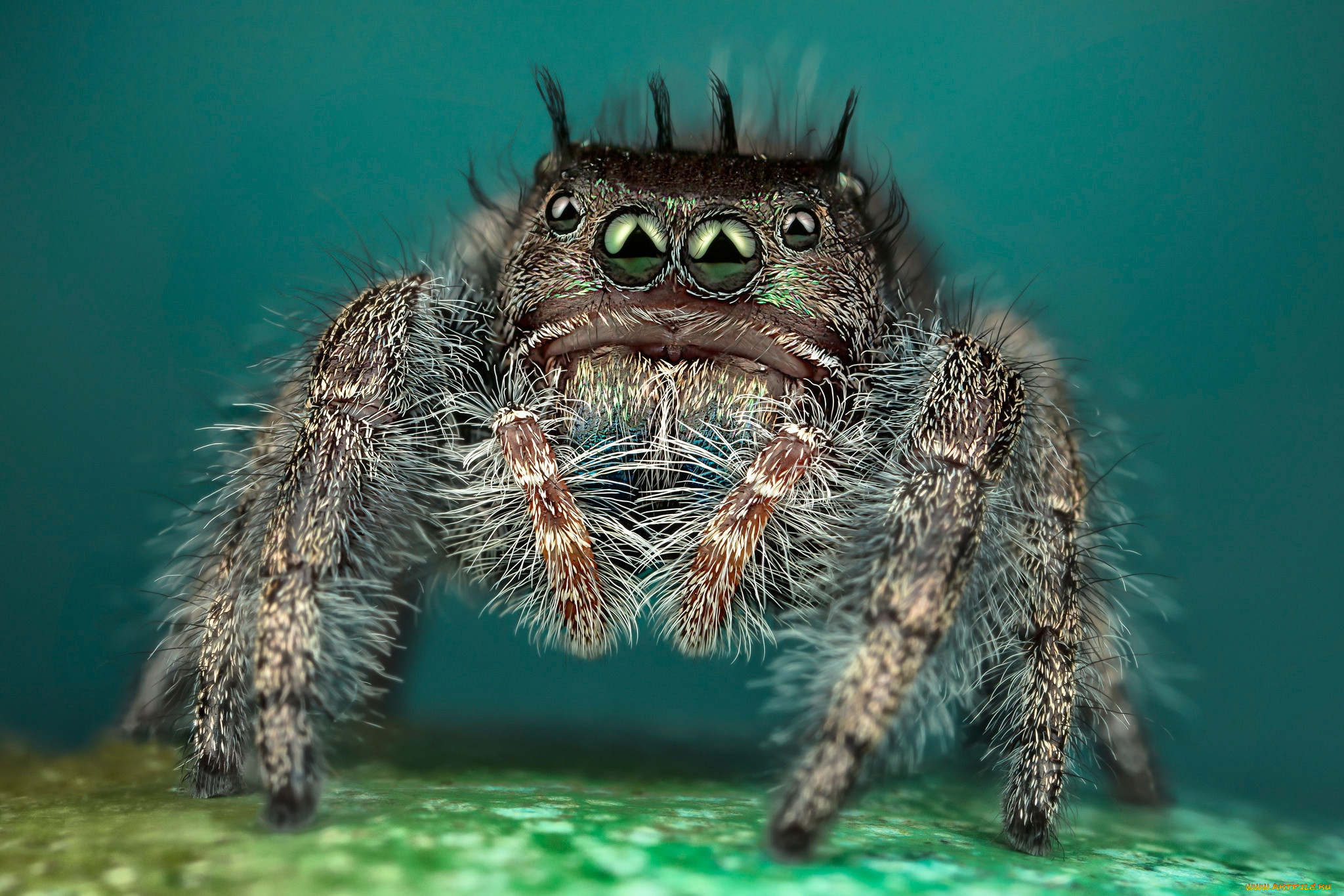 ��������, �����, ��������